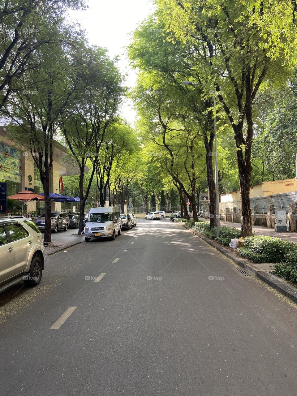Tree lines down city roads 
