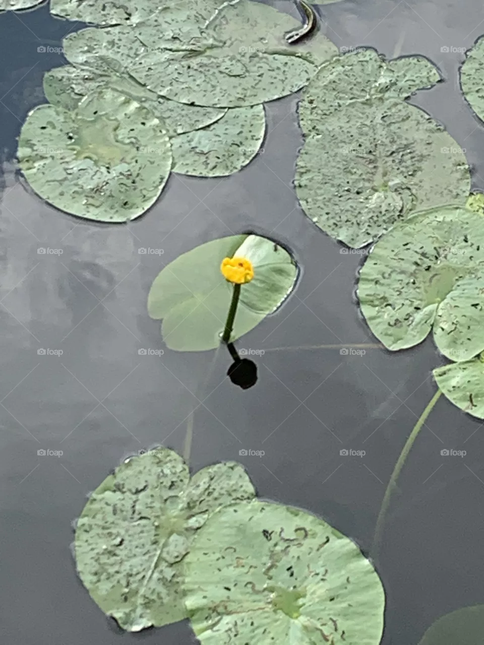 water lilies