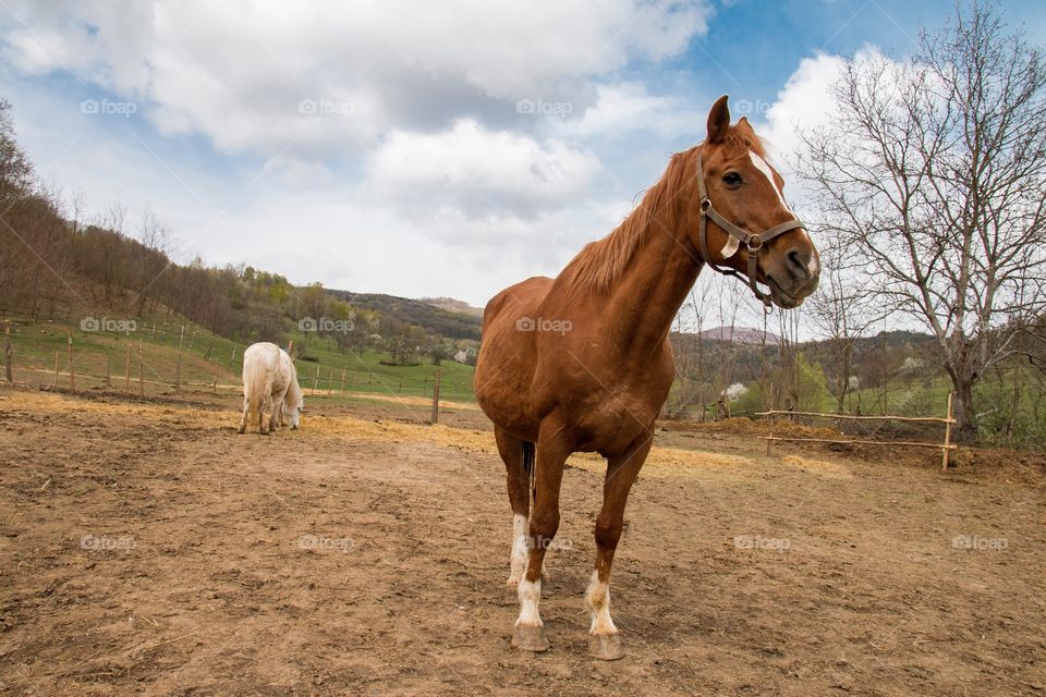 Horse portrait 