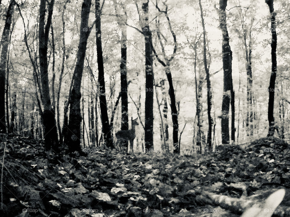  Black and white autumn forest scene with small doe deer in mid ground 