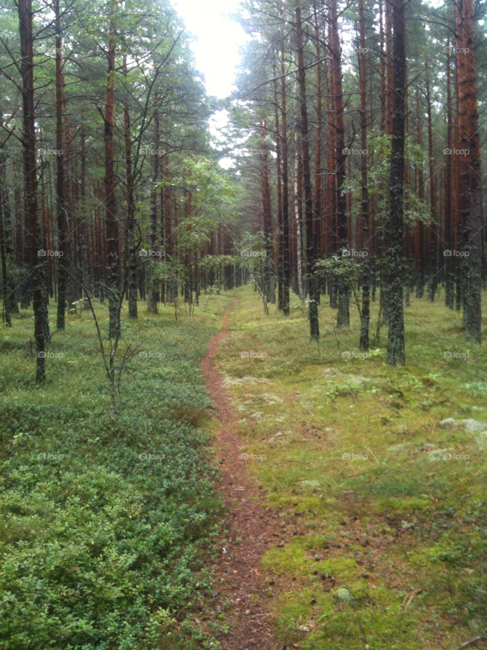 trees woods path by Cecilia