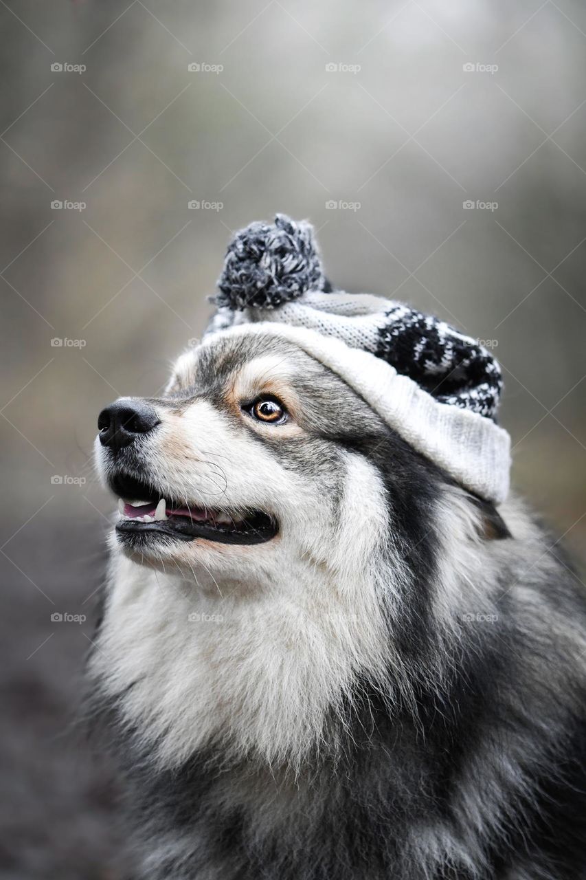 Fluffy dog wearing a hat in winter