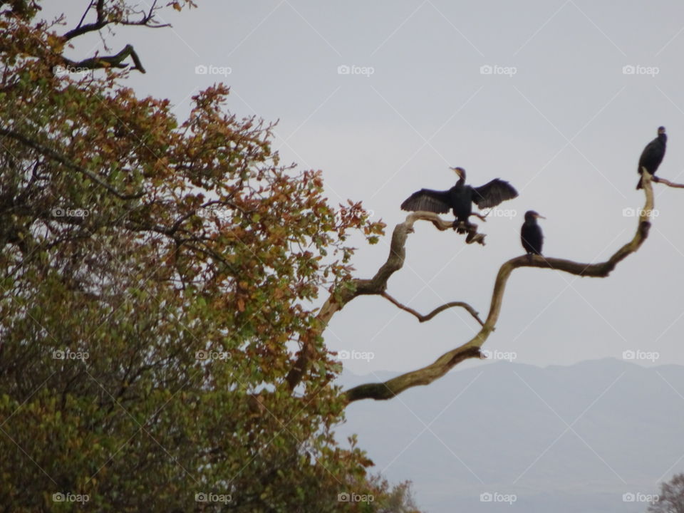 Cormorant's perched in a tree