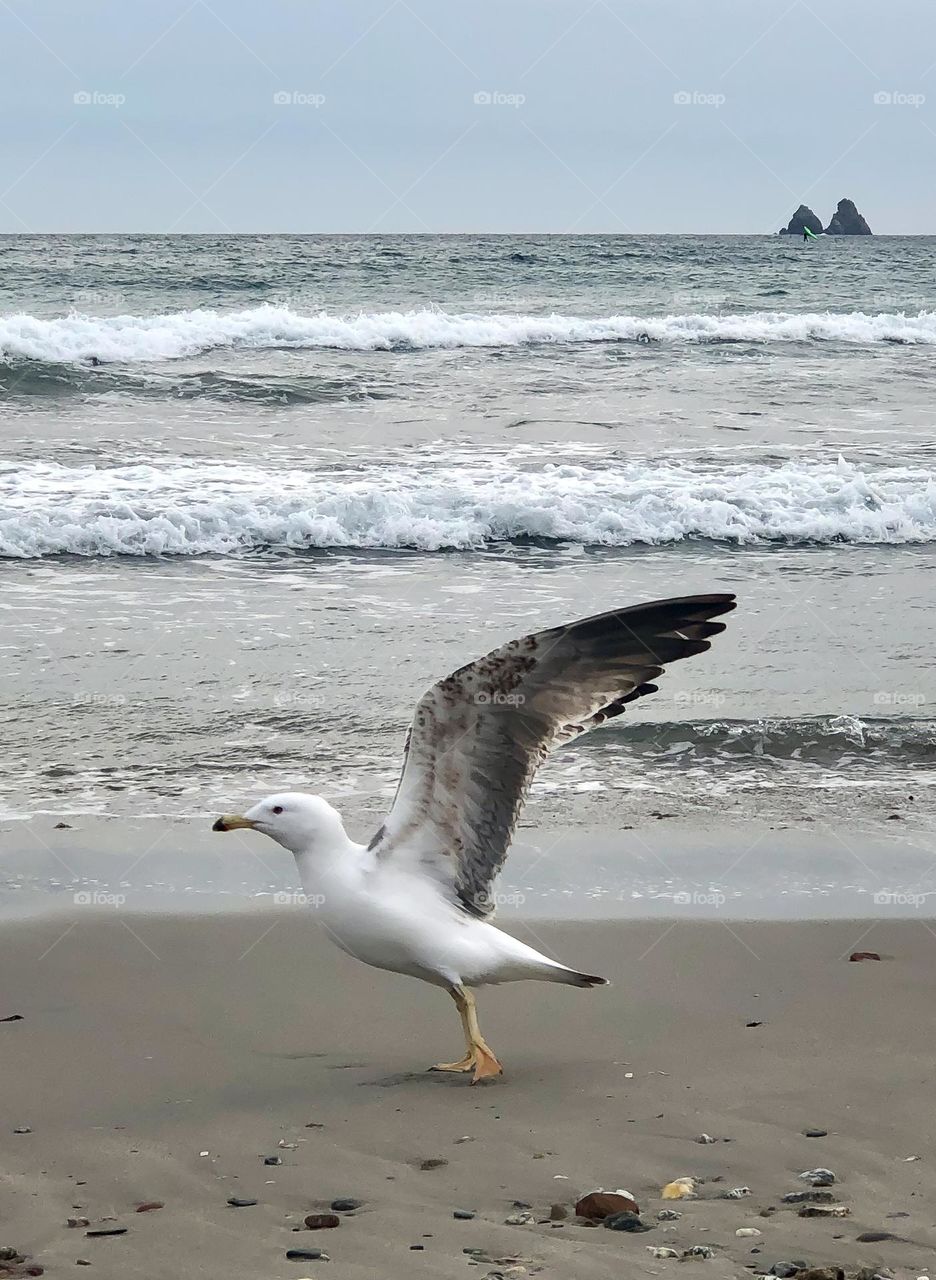 Wild rising seagull on the shores of the winter sea