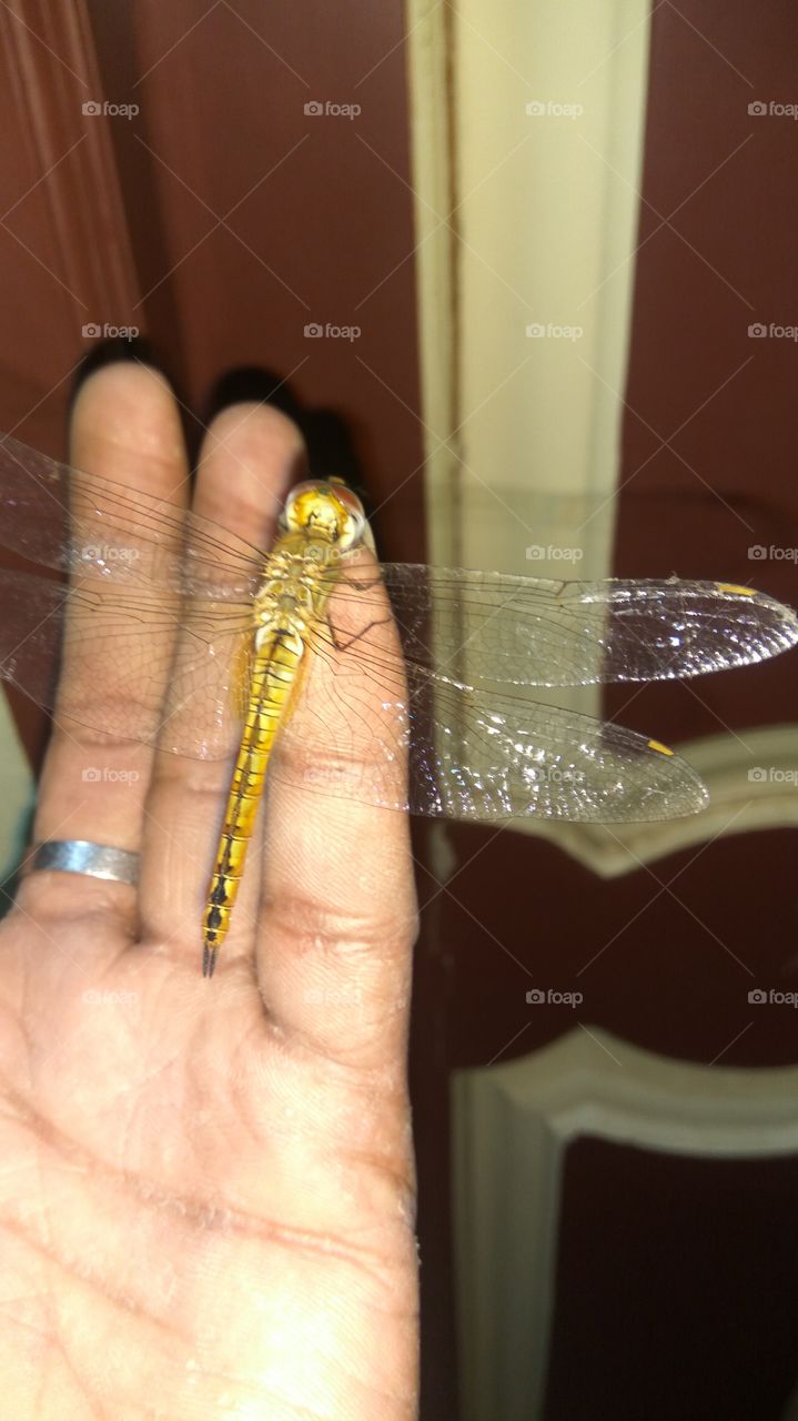 dragonfly is in little finger