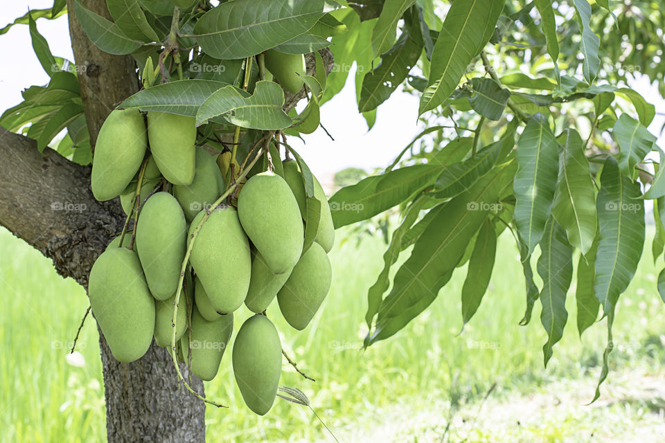 Many mango on the tree in garden Background in paddy fields.