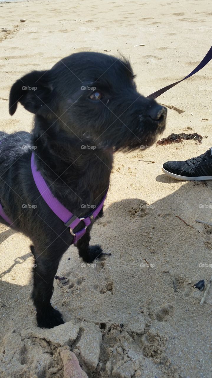 dog in the beach