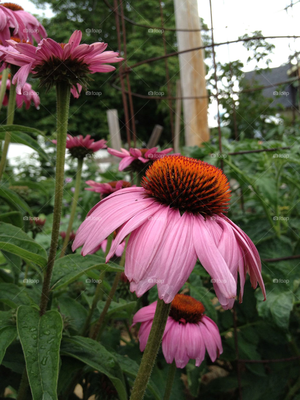 green flowers garden yellow by somebeach