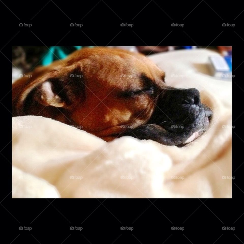 Sleeping boxerpup