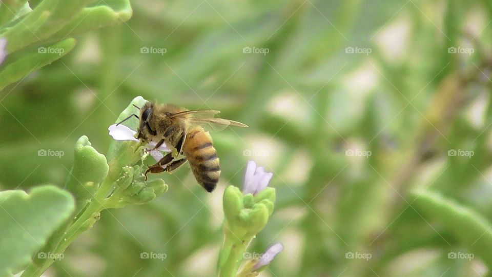 Bee perched on a green and purple flower collecting pollen with a white sandy backdrop of an Australian beach.
