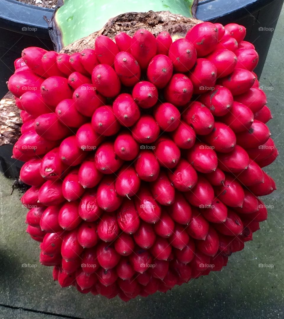 Red berries