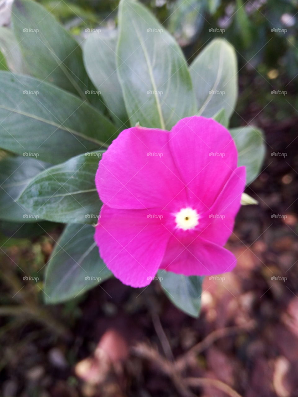 Flower, Nature, Flora, Garden, Leaf