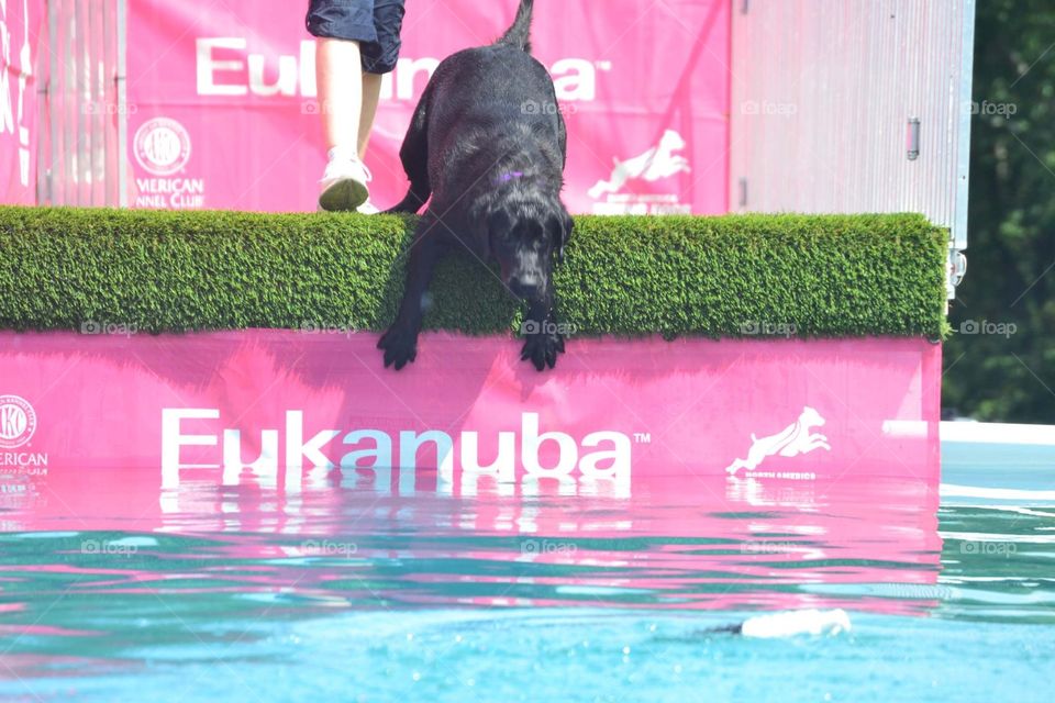 A dog jumping into water