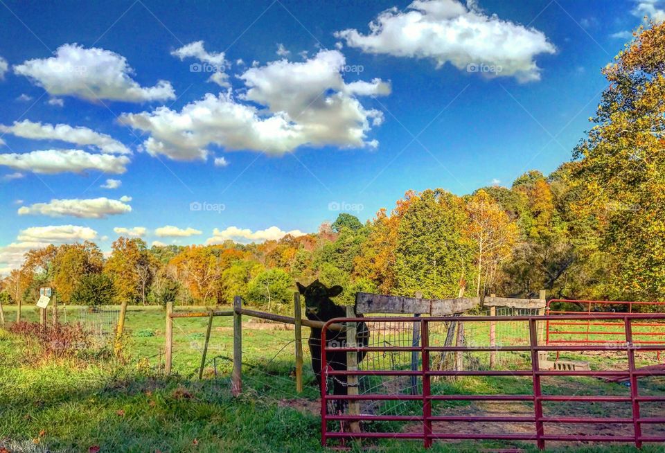 Country View!! 🍂🍁🐄