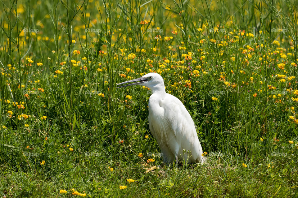 Heron