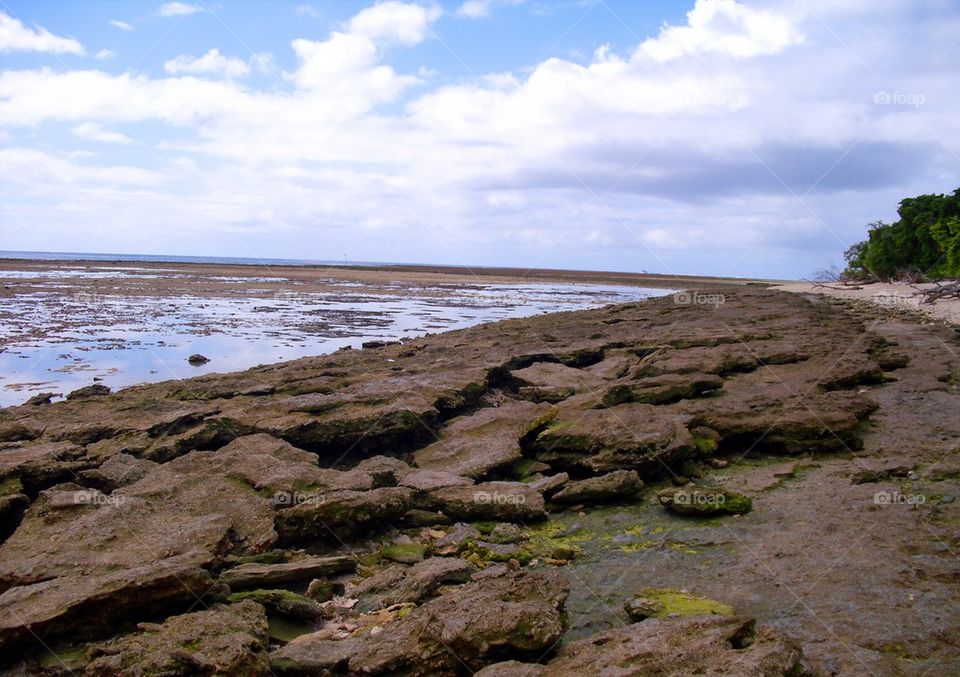 Mossy Rocks Low Tide