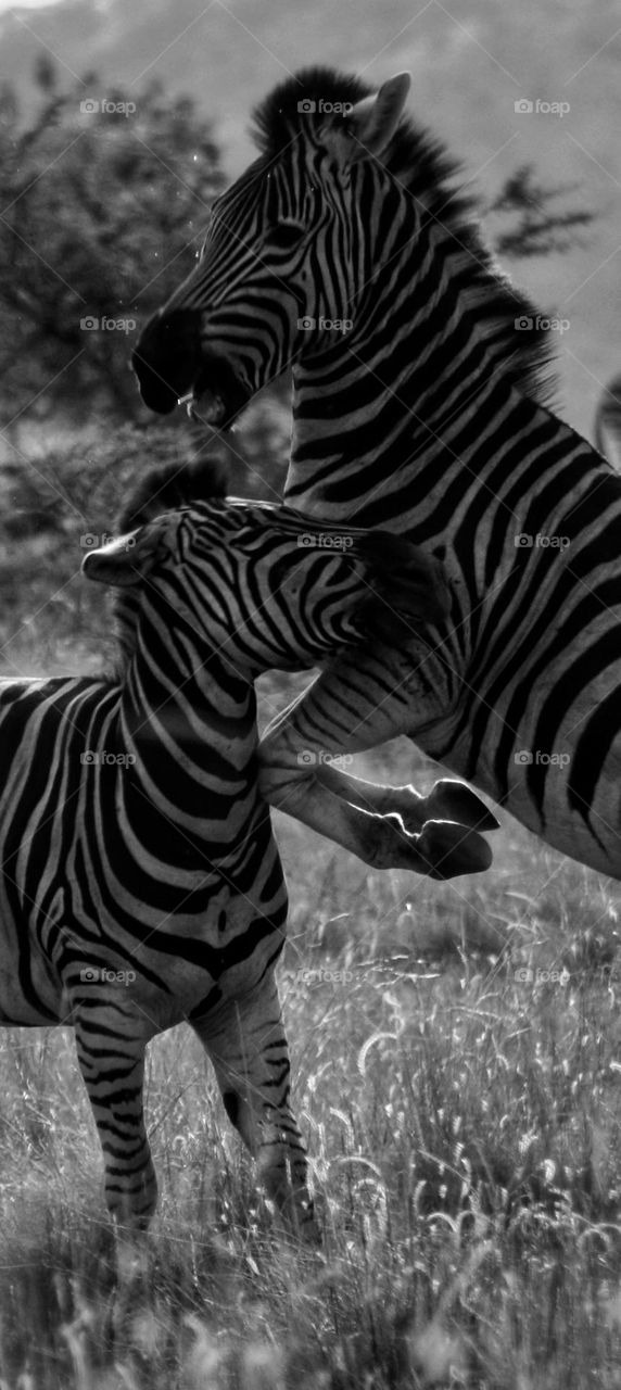 Zebras 
this might hurt.