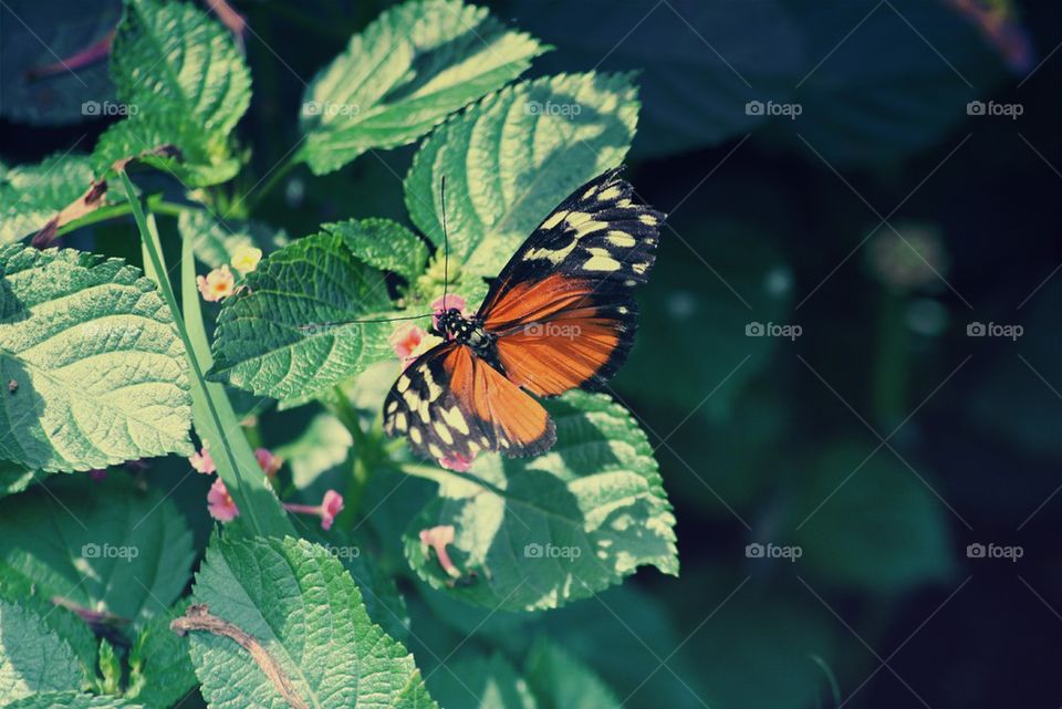 Summer Butterfly 