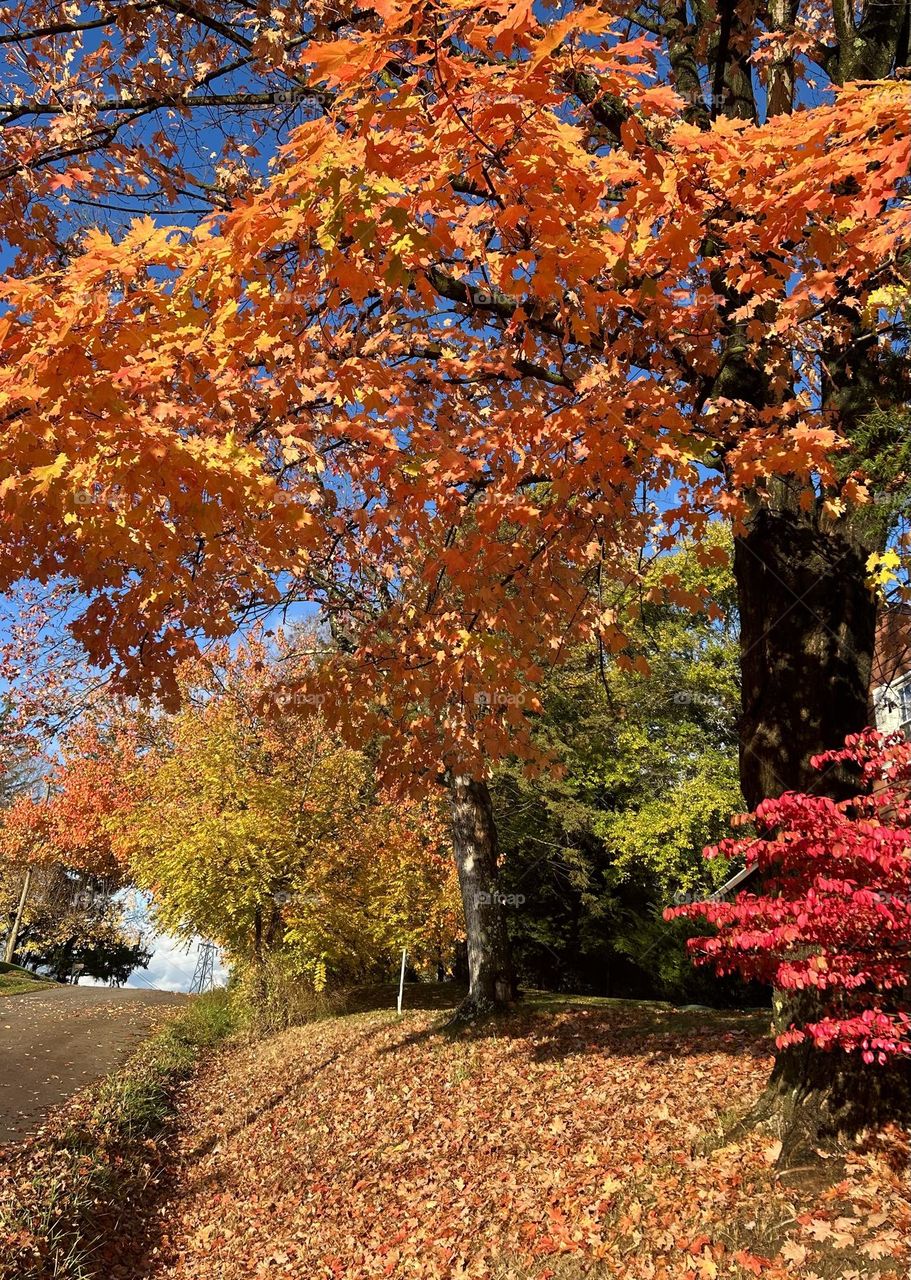 Beautiful fall colors