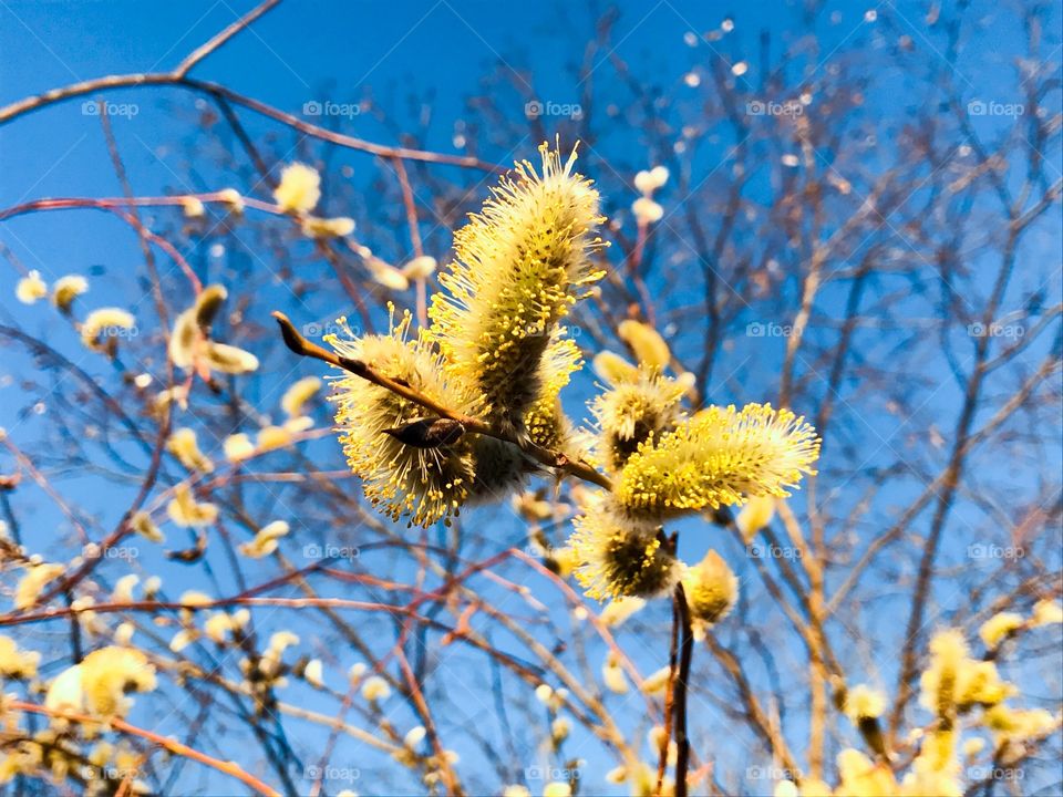 Spring tree 