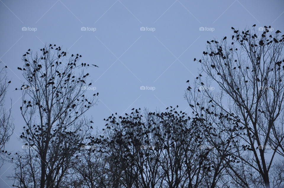 Tree, Winter, Branch, Nature, No Person