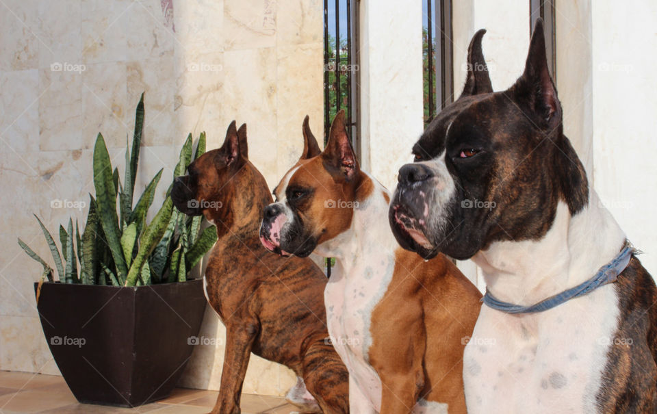 Three color coats of boxer dogs