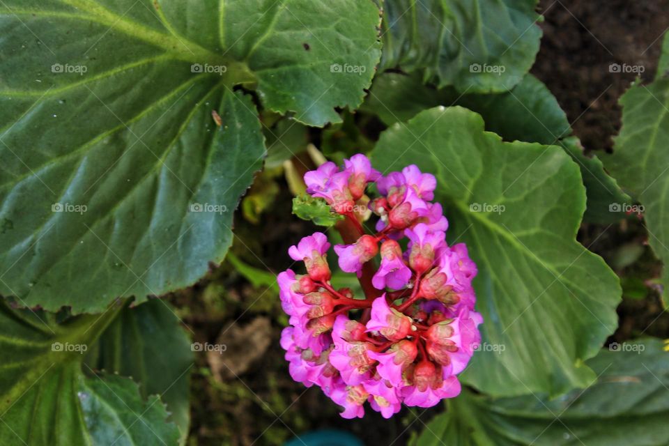 Top view of a pink bergenia flower with green leaves