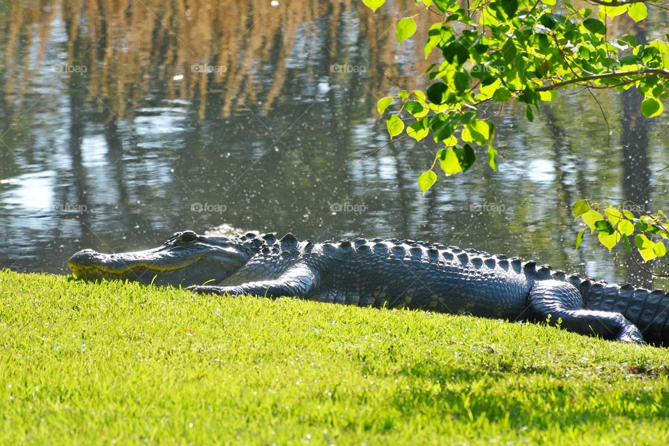 Alligator 