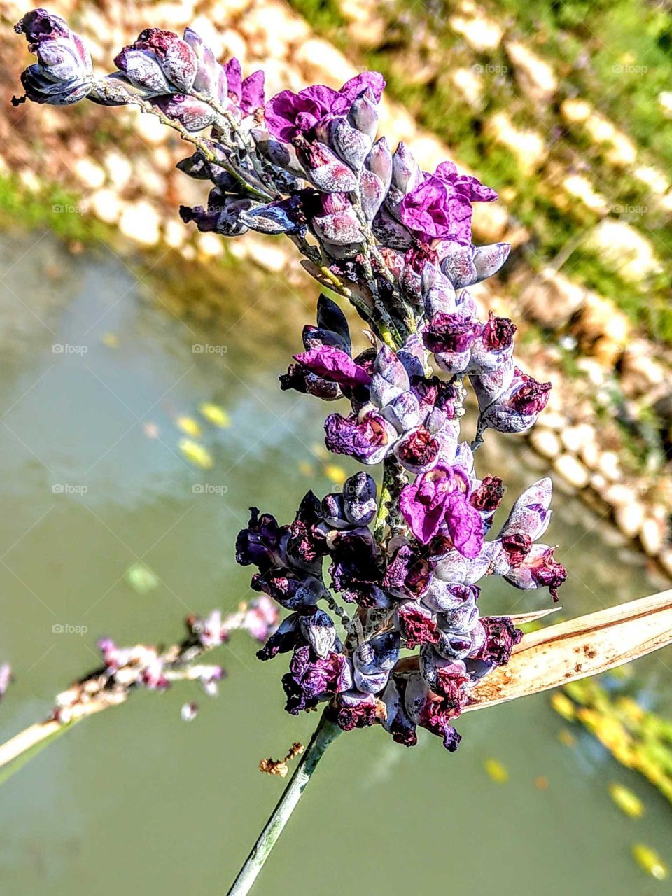 The flower of Alligator flag, it is a aquatic plant. its small petals are always distorted. but purple and gray colors are beautiful. flower gesture also is elegant.