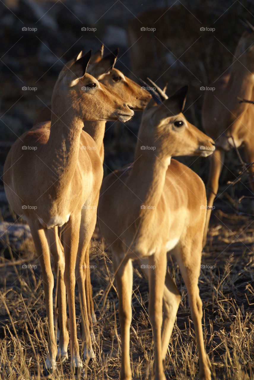 Sunlight on alert deers