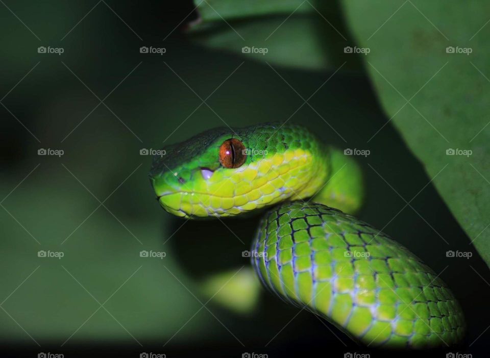 Lesser sunda pit viper. Felt disturb with the flash of camera.