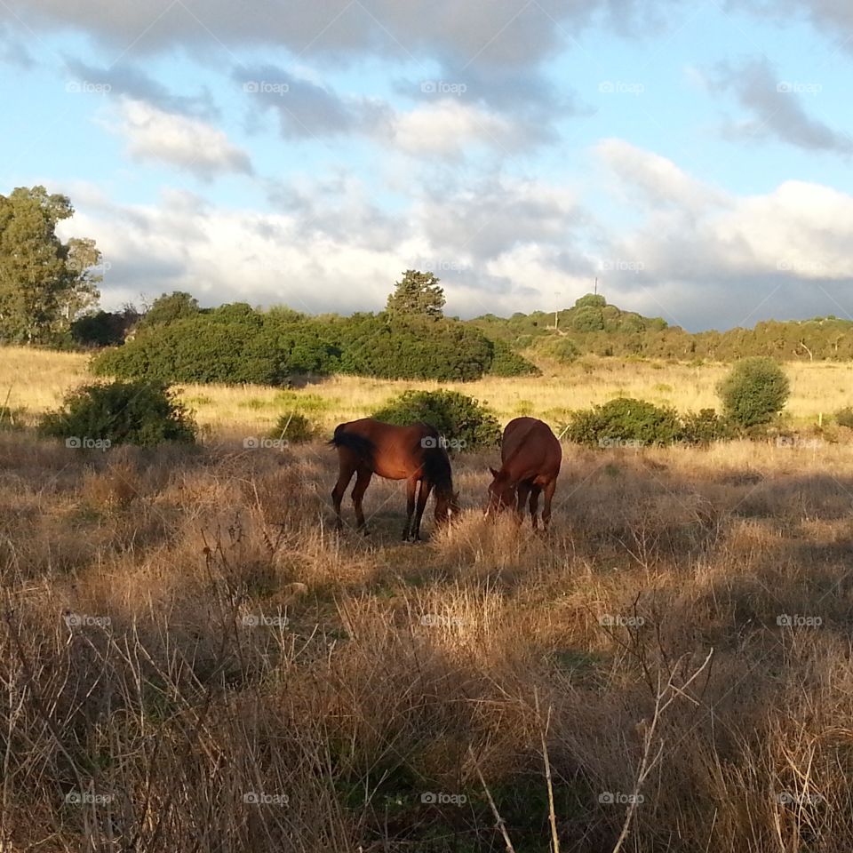 Sardinia field 