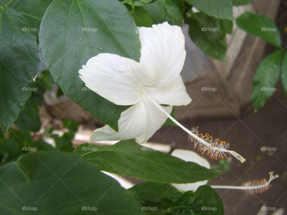 white  hibiscus