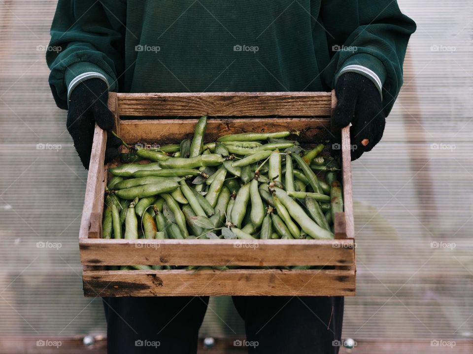 Adult unrecognisable woman in black gloves holding a wooden box of harvested beans.