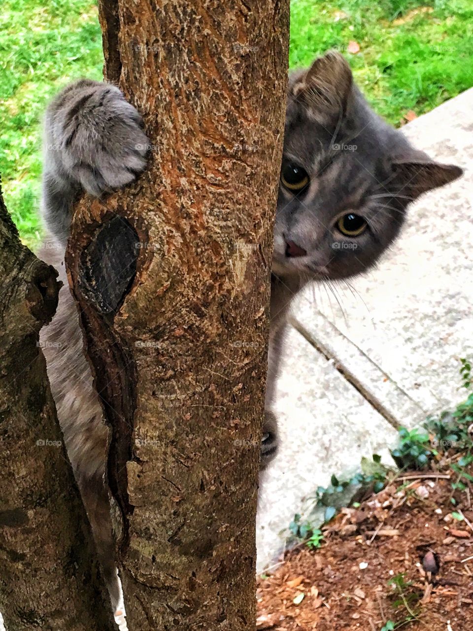 Cat on a tree