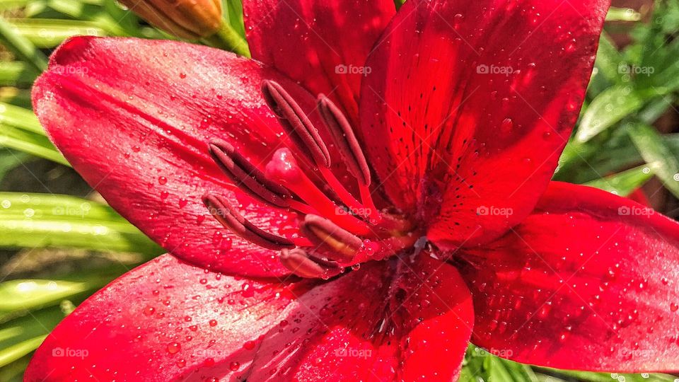 Asiatic Lily 