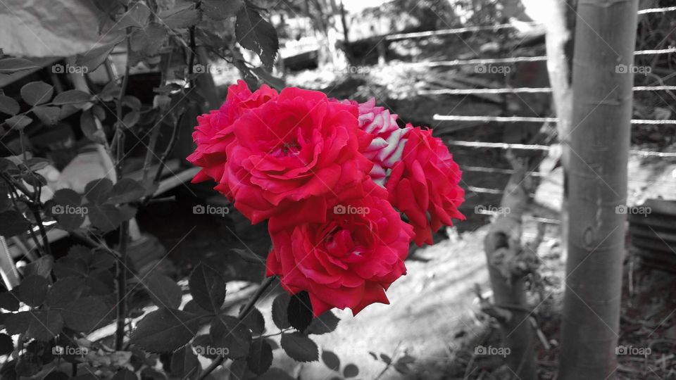 Lindas rosas com cor natural e fundo em preto e branco.