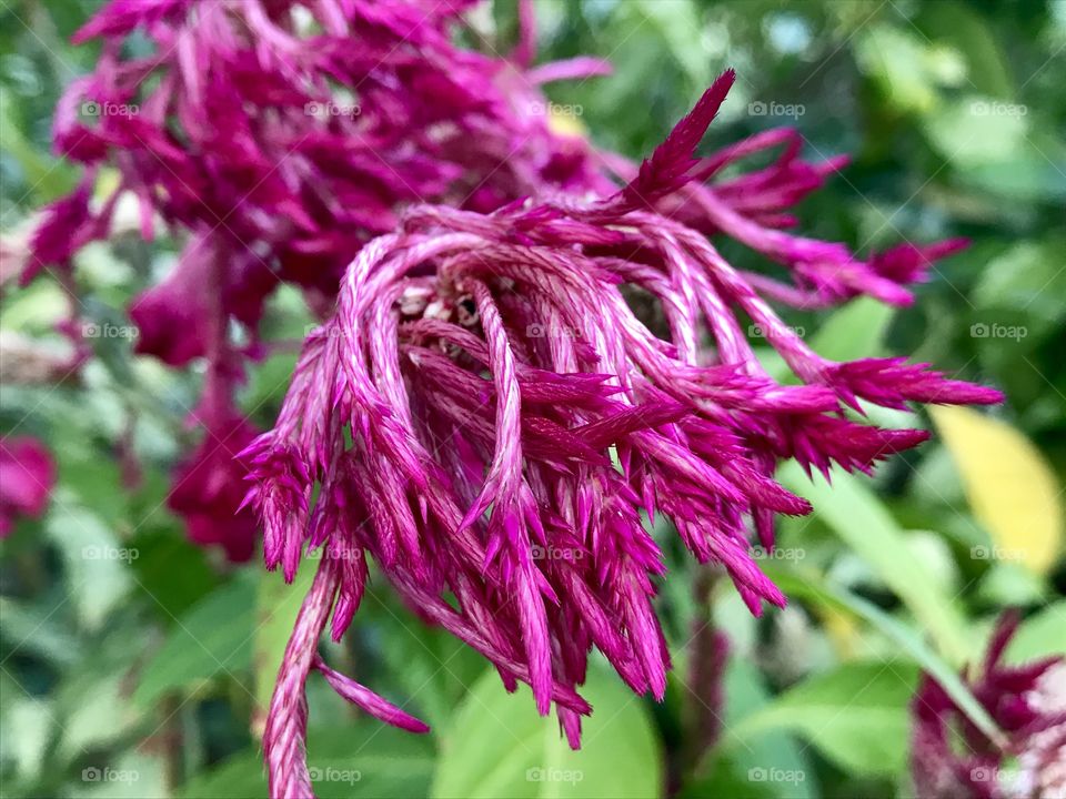 Cockscomb flowers in Thailand 