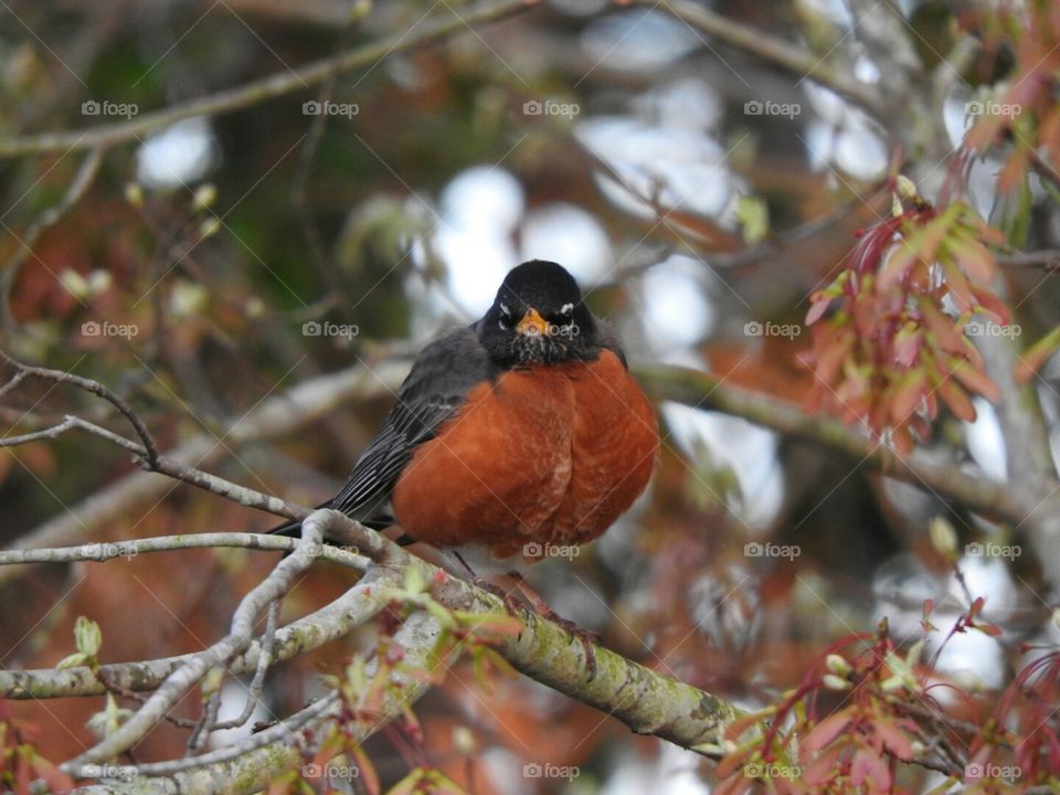 Mr. Robin announces "Spring is here!"