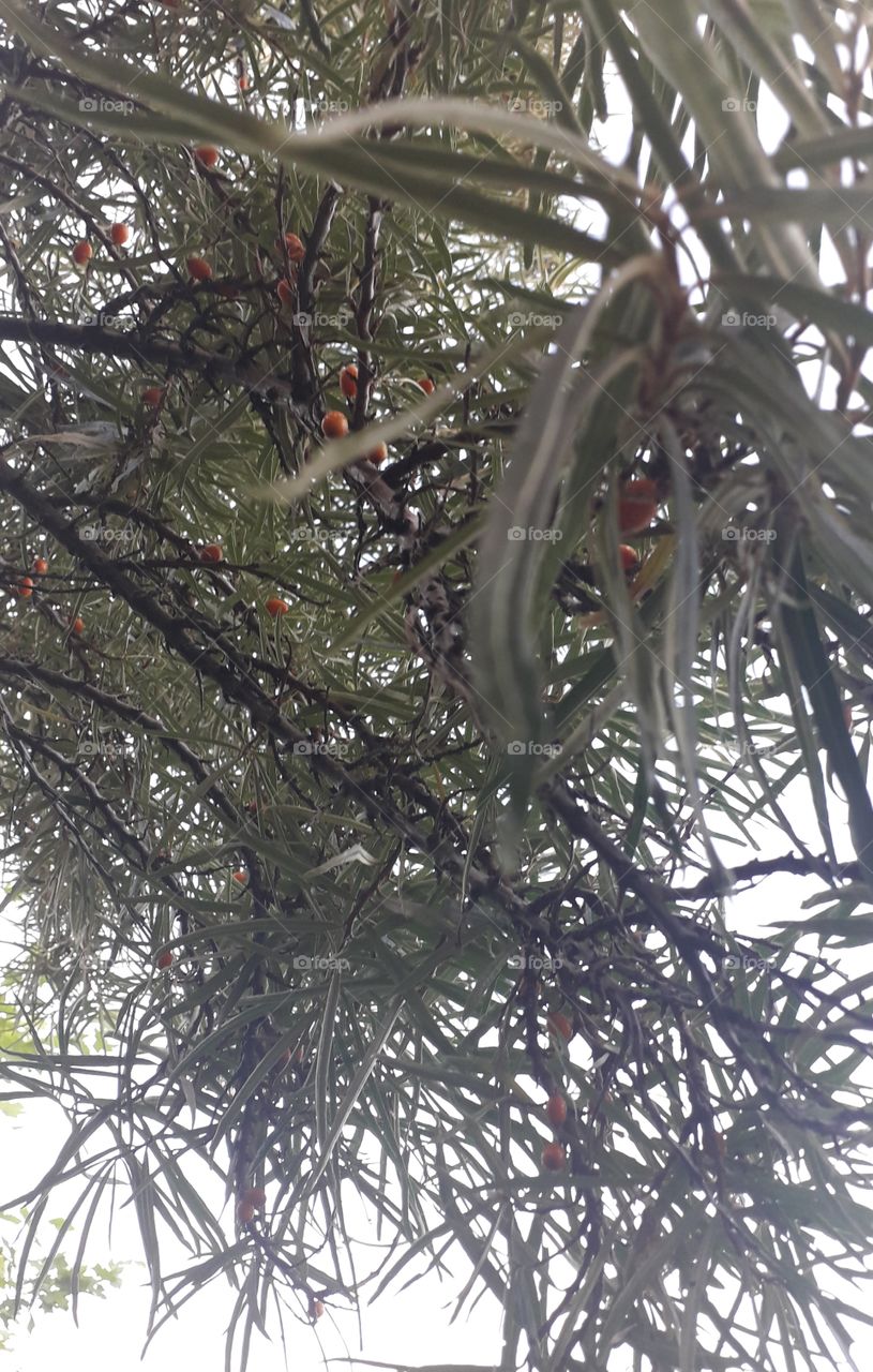 sandthorn berries