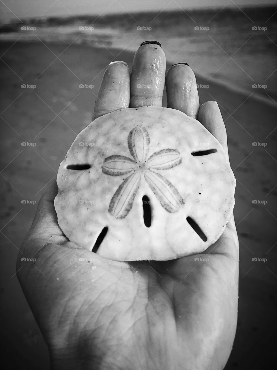Sand dollar crystal coast NC hammocks beach 