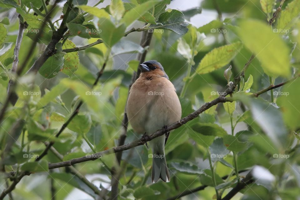 bullfinch on the branches