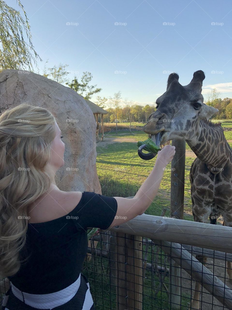 Me feeding a giraffe 