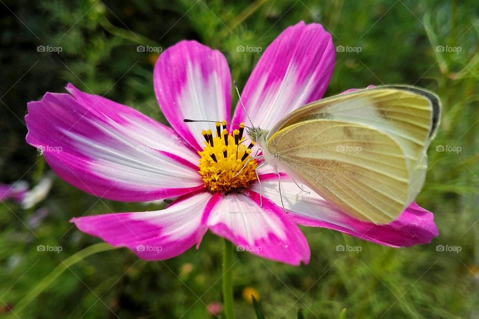 flower and butterfly