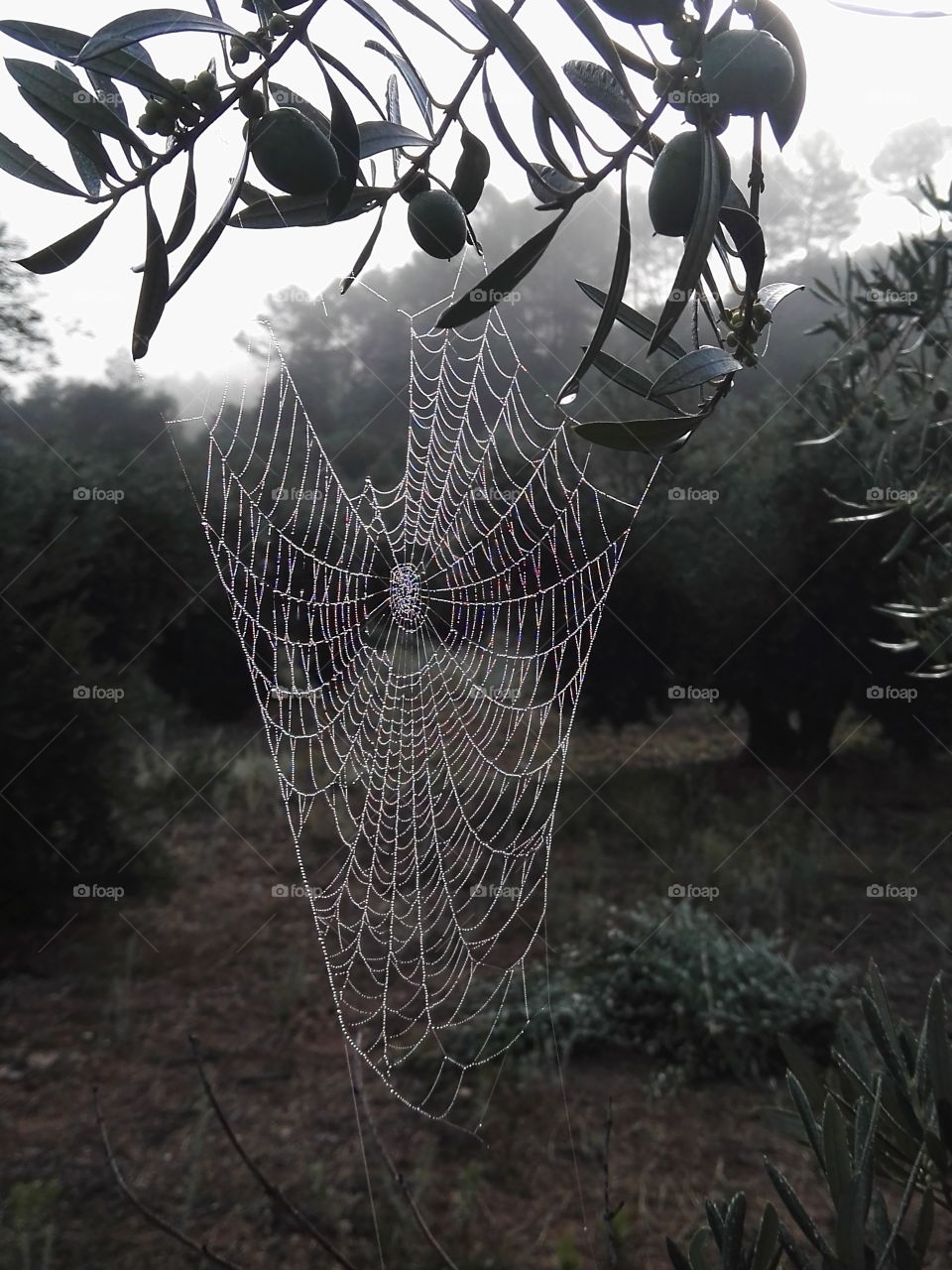 Spiderweb 