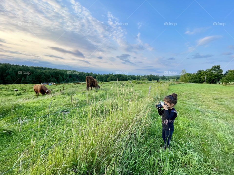 Little girl takes a picture of cows, photographing cows, toddlers with cameras