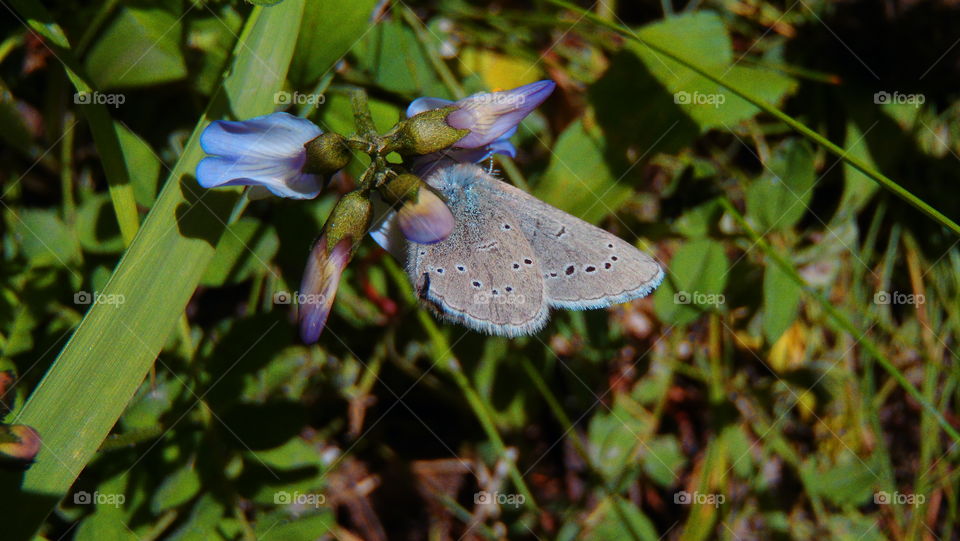 Spring Azure Butterfly on Blue Bells