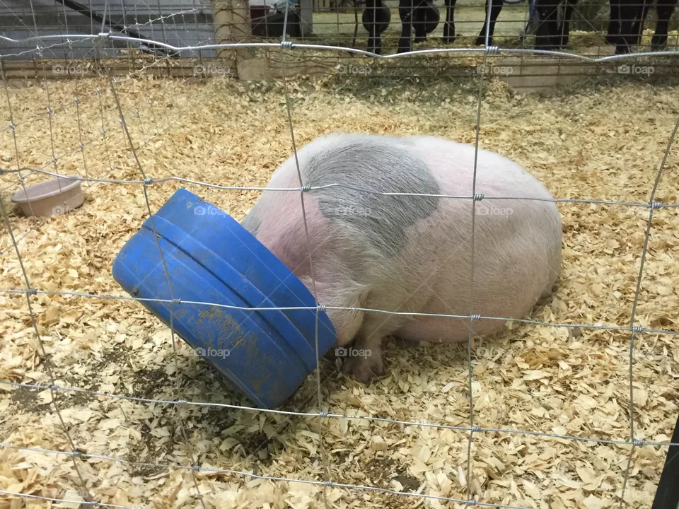 Such a pig!