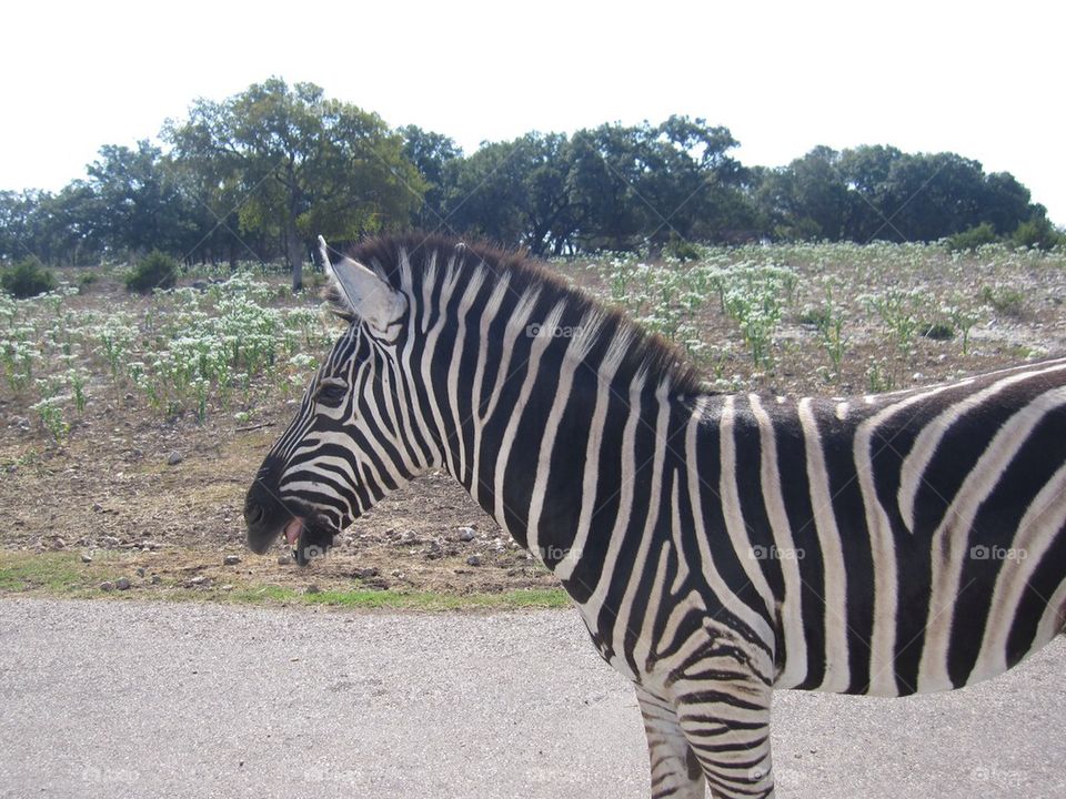 Zebras stripes. Zebra