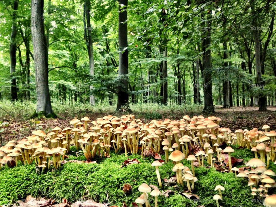 Toadstools in woodland